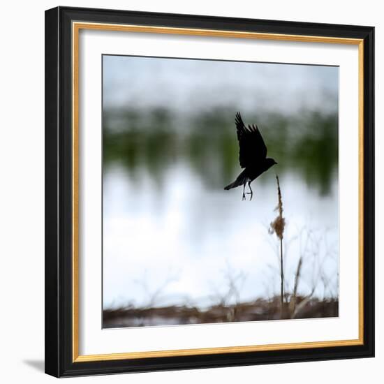 Red Wing Blackbird 4-Ursula Abresch-Framed Photographic Print