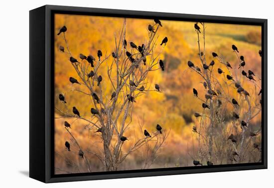 Red-Wing Blackbirds, Sunset, Santa Monica Mountains Nra, California-Rob Sheppard-Framed Premier Image Canvas