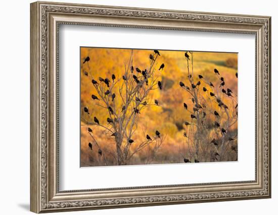 Red-Wing Blackbirds, Sunset, Santa Monica Mountains Nra, California-Rob Sheppard-Framed Photographic Print