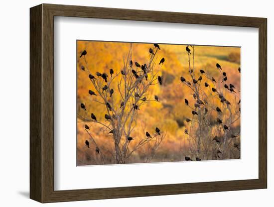 Red-Wing Blackbirds, Sunset, Santa Monica Mountains Nra, California-Rob Sheppard-Framed Photographic Print