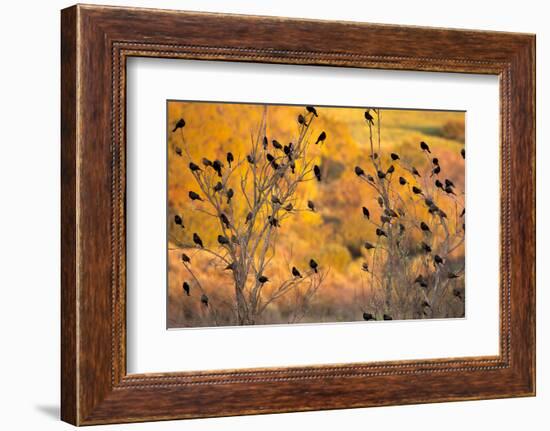 Red-Wing Blackbirds, Sunset, Santa Monica Mountains Nra, California-Rob Sheppard-Framed Photographic Print