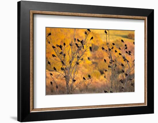 Red-Wing Blackbirds, Sunset, Santa Monica Mountains Nra, California-Rob Sheppard-Framed Photographic Print