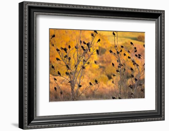 Red-Wing Blackbirds, Sunset, Santa Monica Mountains Nra, California-Rob Sheppard-Framed Photographic Print