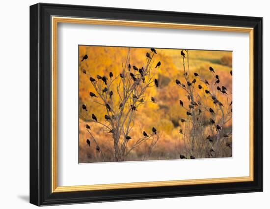 Red-Wing Blackbirds, Sunset, Santa Monica Mountains Nra, California-Rob Sheppard-Framed Photographic Print