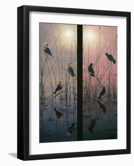 Red Winged and Yellow Headed Blackbirds-Jeff Tift-Framed Giclee Print