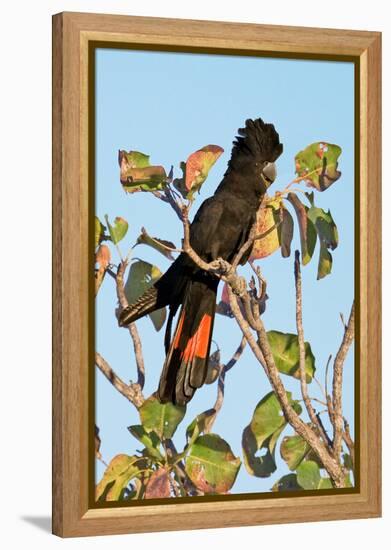 Red-Winged Black Cockatoo-Howard Ruby-Framed Premier Image Canvas