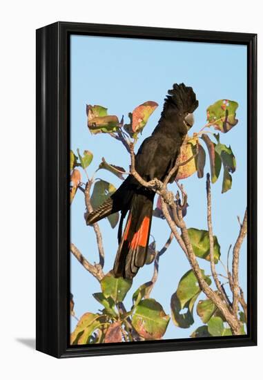 Red-Winged Black Cockatoo-Howard Ruby-Framed Premier Image Canvas