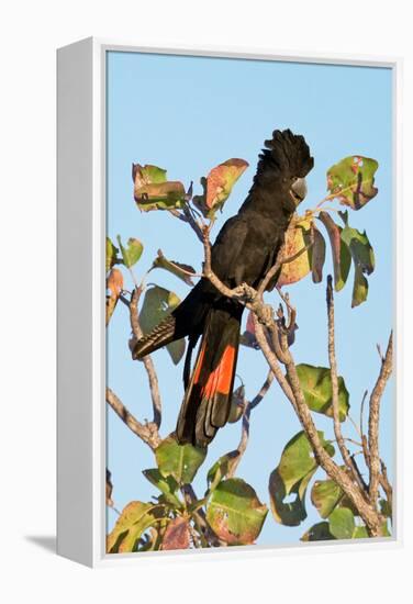 Red-Winged Black Cockatoo-Howard Ruby-Framed Premier Image Canvas