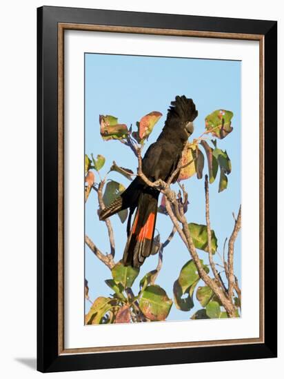 Red-Winged Black Cockatoo-Howard Ruby-Framed Photographic Print