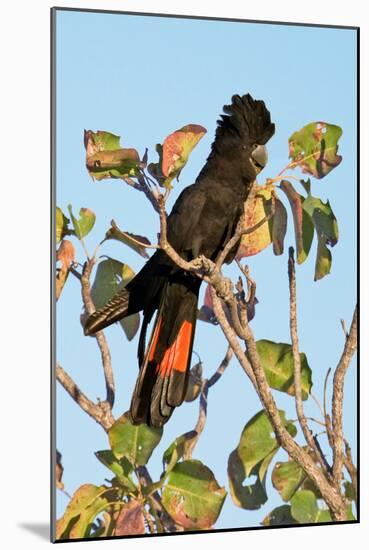Red-Winged Black Cockatoo-Howard Ruby-Mounted Photographic Print