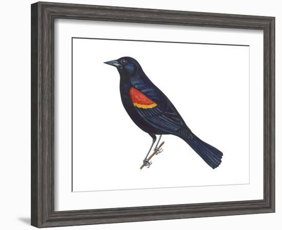 Red-Winged Blackbird (Agelaius Phoeniceus), Birds-Encyclopaedia Britannica-Framed Art Print