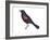 Red-Winged Blackbird (Agelaius Phoeniceus), Birds-Encyclopaedia Britannica-Framed Art Print