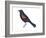 Red-Winged Blackbird (Agelaius Phoeniceus), Birds-Encyclopaedia Britannica-Framed Art Print