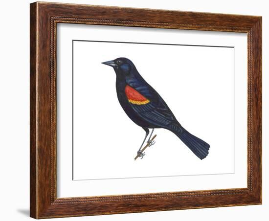 Red-Winged Blackbird (Agelaius Phoeniceus), Birds-Encyclopaedia Britannica-Framed Art Print