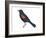 Red-Winged Blackbird (Agelaius Phoeniceus), Birds-Encyclopaedia Britannica-Framed Art Print