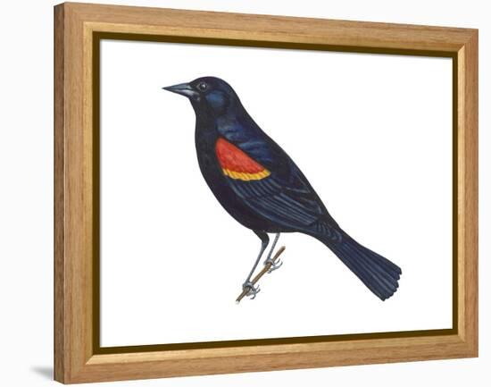 Red-Winged Blackbird (Agelaius Phoeniceus), Birds-Encyclopaedia Britannica-Framed Stretched Canvas