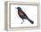 Red-Winged Blackbird (Agelaius Phoeniceus), Birds-Encyclopaedia Britannica-Framed Stretched Canvas