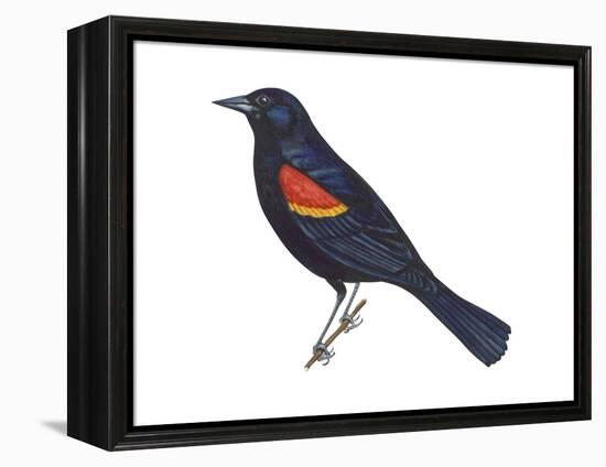 Red-Winged Blackbird (Agelaius Phoeniceus), Birds-Encyclopaedia Britannica-Framed Stretched Canvas