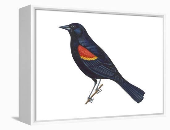 Red-Winged Blackbird (Agelaius Phoeniceus), Birds-Encyclopaedia Britannica-Framed Stretched Canvas