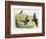 Red-Winged Blackbird (Agelaius Phoeniceus), Icteridae-null-Framed Giclee Print