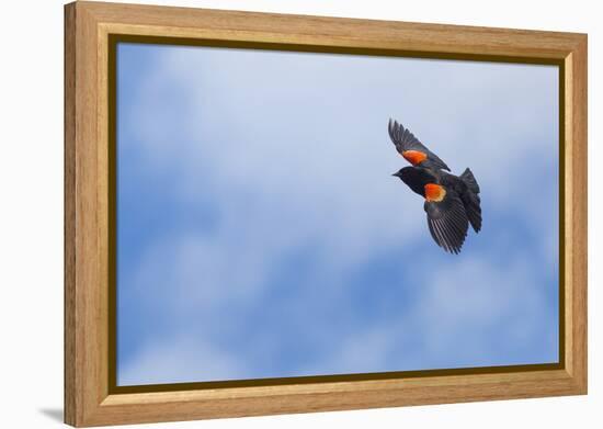 Red-Winged Blackbird (Agelaius Phoeniceus) in Flight, Washington, USA-Gary Luhm-Framed Premier Image Canvas