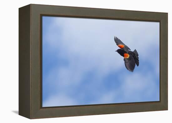 Red-Winged Blackbird (Agelaius Phoeniceus) in Flight, Washington, USA-Gary Luhm-Framed Premier Image Canvas