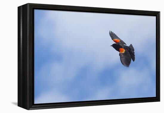 Red-Winged Blackbird (Agelaius Phoeniceus) in Flight, Washington, USA-Gary Luhm-Framed Premier Image Canvas
