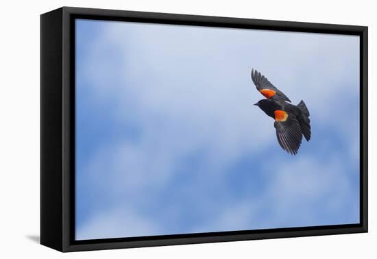 Red-Winged Blackbird (Agelaius Phoeniceus) in Flight, Washington, USA-Gary Luhm-Framed Premier Image Canvas