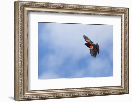 Red-Winged Blackbird (Agelaius Phoeniceus) in Flight, Washington, USA-Gary Luhm-Framed Photographic Print