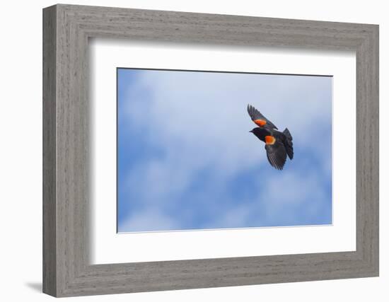 Red-Winged Blackbird (Agelaius Phoeniceus) in Flight, Washington, USA-Gary Luhm-Framed Photographic Print