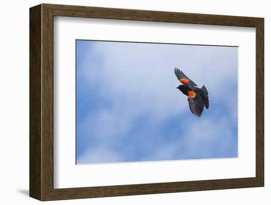 Red-Winged Blackbird (Agelaius Phoeniceus) in Flight, Washington, USA-Gary Luhm-Framed Photographic Print