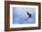 Red-Winged Blackbird (Agelaius Phoeniceus) in Flight, Washington, USA-Gary Luhm-Framed Photographic Print