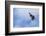 Red-Winged Blackbird (Agelaius Phoeniceus) in Flight, Washington, USA-Gary Luhm-Framed Photographic Print