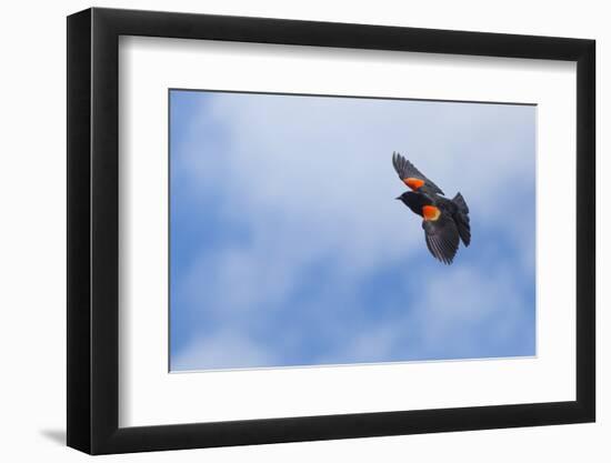 Red-Winged Blackbird (Agelaius Phoeniceus) in Flight, Washington, USA-Gary Luhm-Framed Photographic Print