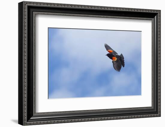 Red-Winged Blackbird (Agelaius Phoeniceus) in Flight, Washington, USA-Gary Luhm-Framed Photographic Print