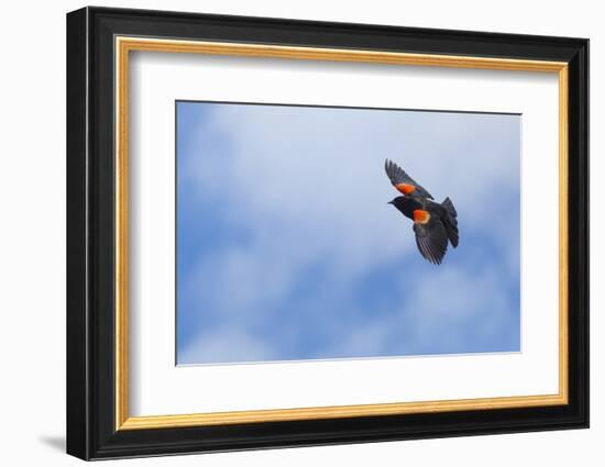 Red-Winged Blackbird (Agelaius Phoeniceus) in Flight, Washington, USA-Gary Luhm-Framed Photographic Print