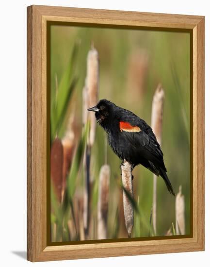 Red-Winged Blackbird (Agelaius Phoeniceus), Lac Le Jeune Provincial Park, British Columbia-James Hager-Framed Premier Image Canvas