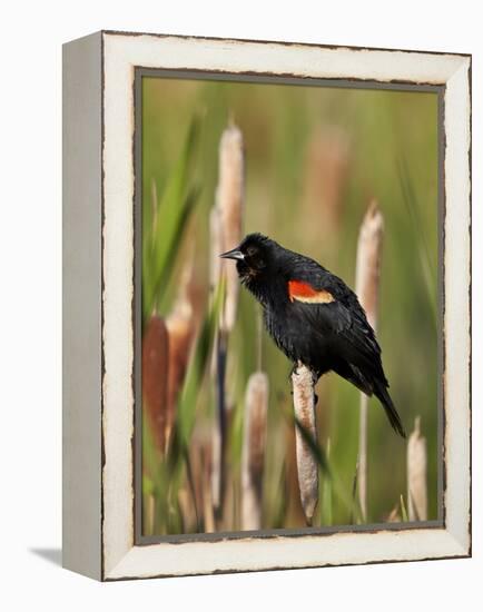 Red-Winged Blackbird (Agelaius Phoeniceus), Lac Le Jeune Provincial Park, British Columbia-James Hager-Framed Premier Image Canvas