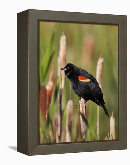 Red-Winged Blackbird (Agelaius Phoeniceus), Lac Le Jeune Provincial Park, British Columbia-James Hager-Framed Premier Image Canvas