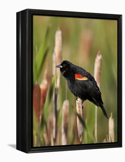 Red-Winged Blackbird (Agelaius Phoeniceus), Lac Le Jeune Provincial Park, British Columbia-James Hager-Framed Premier Image Canvas