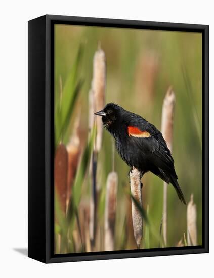 Red-Winged Blackbird (Agelaius Phoeniceus), Lac Le Jeune Provincial Park, British Columbia-James Hager-Framed Premier Image Canvas