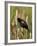 Red-Winged Blackbird (Agelaius Phoeniceus), Lac Le Jeune Provincial Park, British Columbia-James Hager-Framed Photographic Print