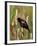 Red-Winged Blackbird (Agelaius Phoeniceus), Lac Le Jeune Provincial Park, British Columbia-James Hager-Framed Photographic Print