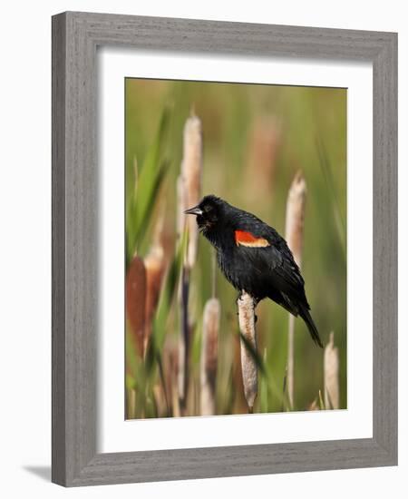 Red-Winged Blackbird (Agelaius Phoeniceus), Lac Le Jeune Provincial Park, British Columbia-James Hager-Framed Photographic Print