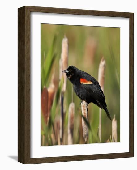 Red-Winged Blackbird (Agelaius Phoeniceus), Lac Le Jeune Provincial Park, British Columbia-James Hager-Framed Photographic Print