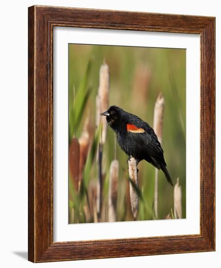 Red-Winged Blackbird (Agelaius Phoeniceus), Lac Le Jeune Provincial Park, British Columbia-James Hager-Framed Photographic Print