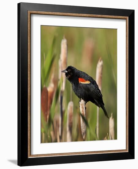 Red-Winged Blackbird (Agelaius Phoeniceus), Lac Le Jeune Provincial Park, British Columbia-James Hager-Framed Photographic Print