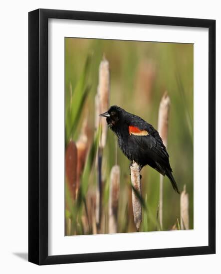 Red-Winged Blackbird (Agelaius Phoeniceus), Lac Le Jeune Provincial Park, British Columbia-James Hager-Framed Photographic Print