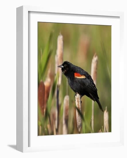 Red-Winged Blackbird (Agelaius Phoeniceus), Lac Le Jeune Provincial Park, British Columbia-James Hager-Framed Photographic Print