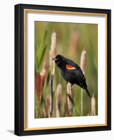 Red-Winged Blackbird (Agelaius Phoeniceus), Lac Le Jeune Provincial Park, British Columbia-James Hager-Framed Photographic Print